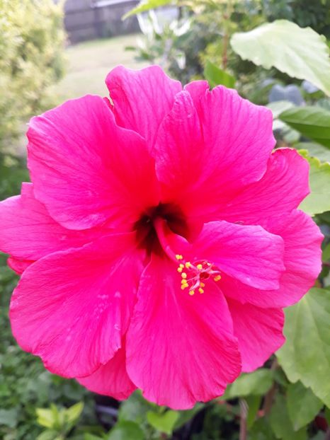  - 1-HIBISCUS 2019