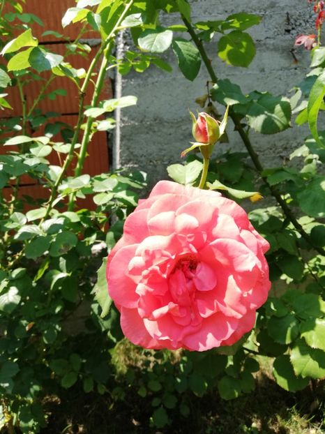  - Dee dee Bridgewater