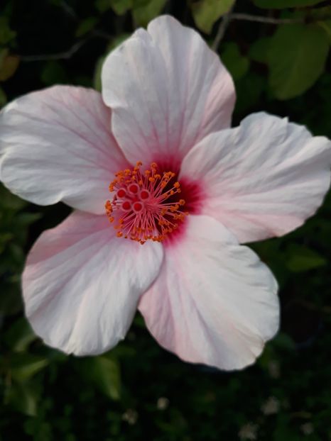  - 1-HIBISCUS 2019