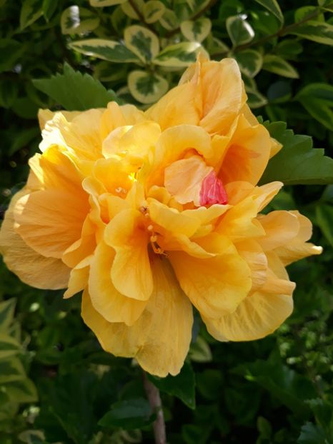  - HIBISCUS LA LUNA YELLOW