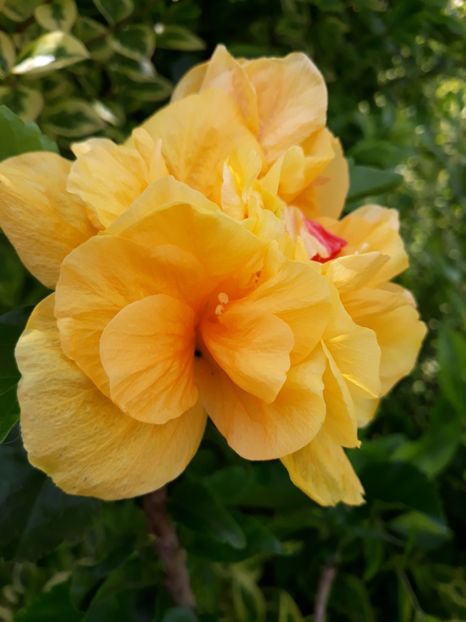  - HIBISCUS LA LUNA YELLOW