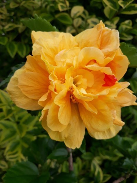  - HIBISCUS LA LUNA YELLOW