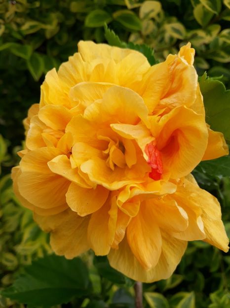  - HIBISCUS LA LUNA YELLOW