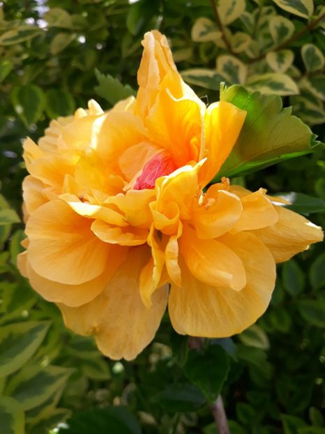  - HIBISCUS LA LUNA YELLOW