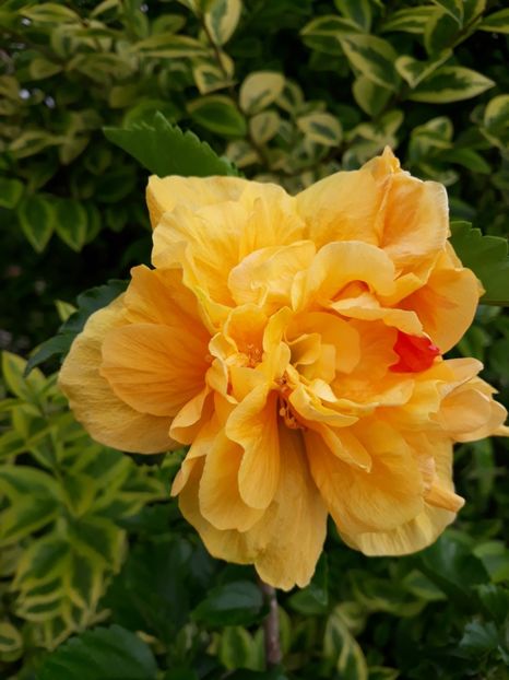  - HIBISCUS LA LUNA YELLOW