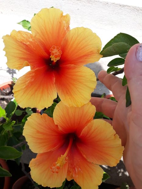  - 1-HIBISCUS 2019