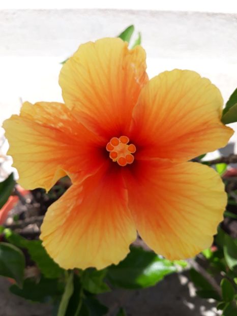  - 1-HIBISCUS 2019