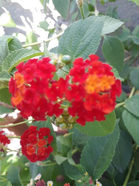  - 1 -LANTANA 2019