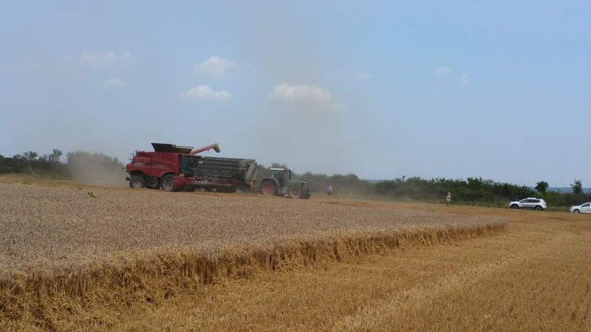 Recoltat poza 1 Bazos 19-07-2019 - Bazos TM Recoltat 19 iulie 2019