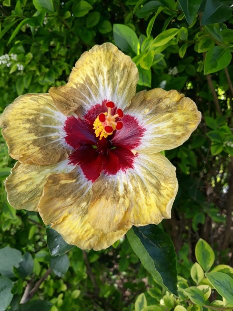  - HIBISCUS SHIVA