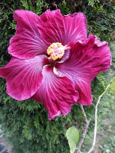  - HIBISCUS BLACH DRAGON