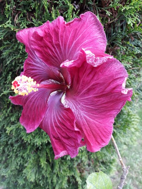  - HIBISCUS BLACH DRAGON