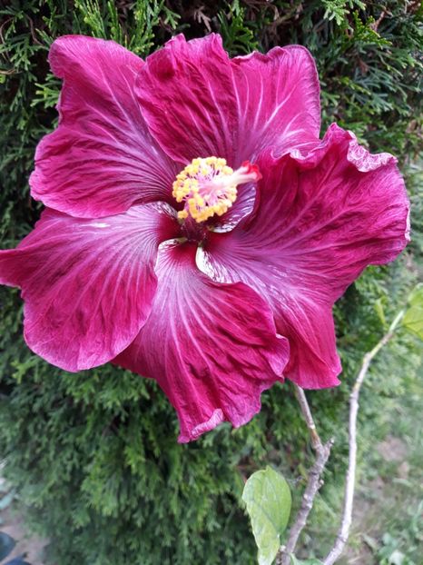  - 1- HIBISCUS 2019