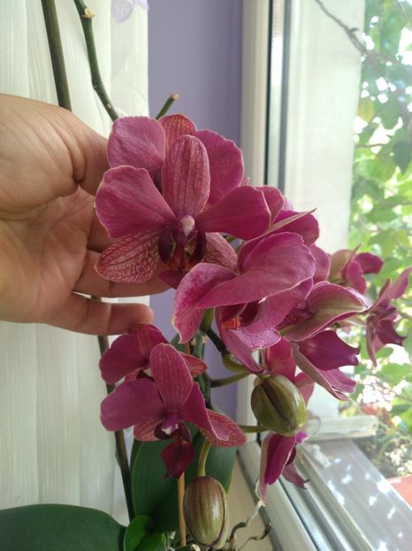  - tot cu dulce si flori