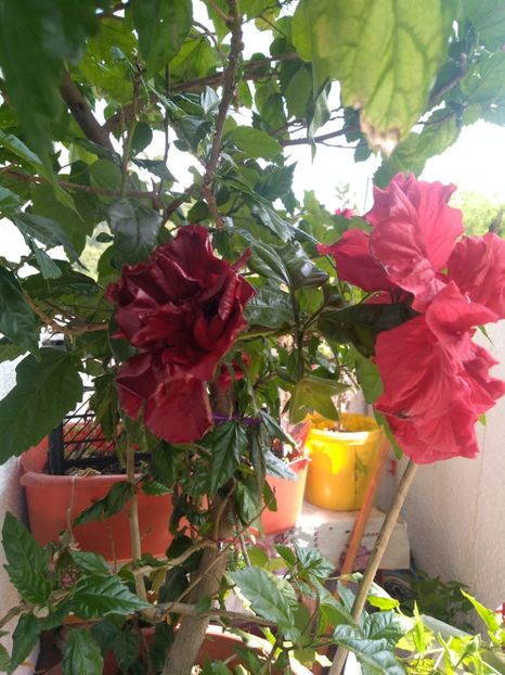  - tot cu dulce si flori