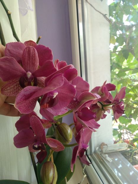  - tot cu dulce si flori