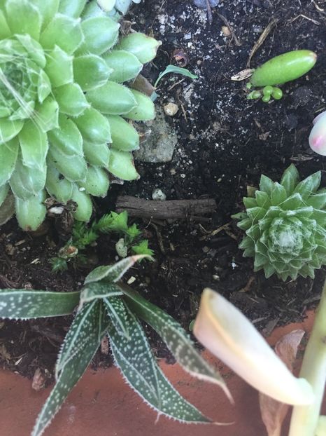 FA696083-8F01-4730-8BC8-692138D1B87C - Suculente 2019