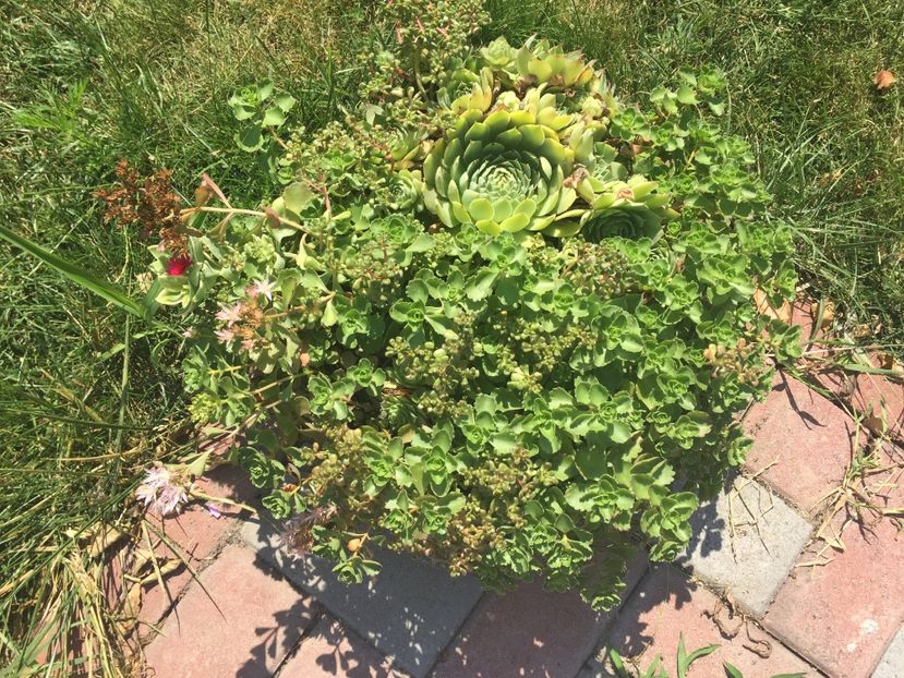 0A6E93D1-2845-4F70-9C82-F6D48DFF659E - Suculente 2019