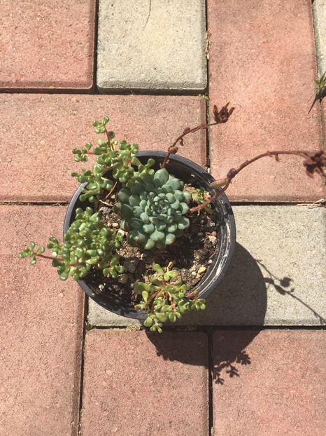 F6FAA728-A83F-4EAE-B060-3FDFC5BDA943 - Suculente 2019