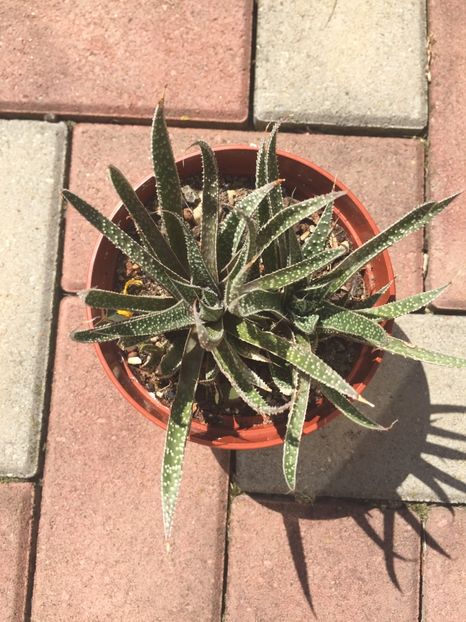 68A8E53E-FB03-4D61-8BA6-665DCF25357B - Suculente 2019