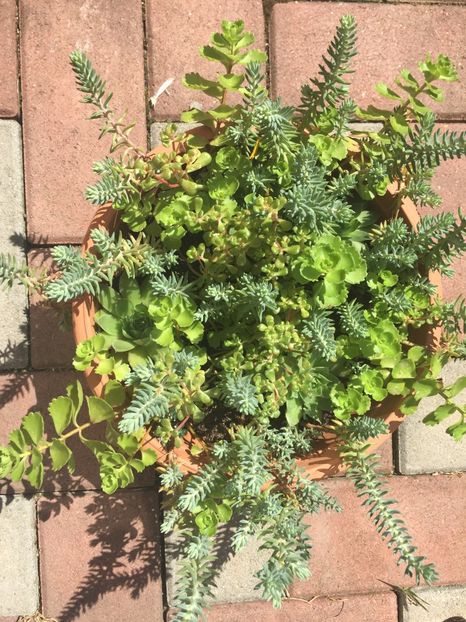 F4DAF435-293F-4EA1-801A-1571F572869F - Suculente 2019