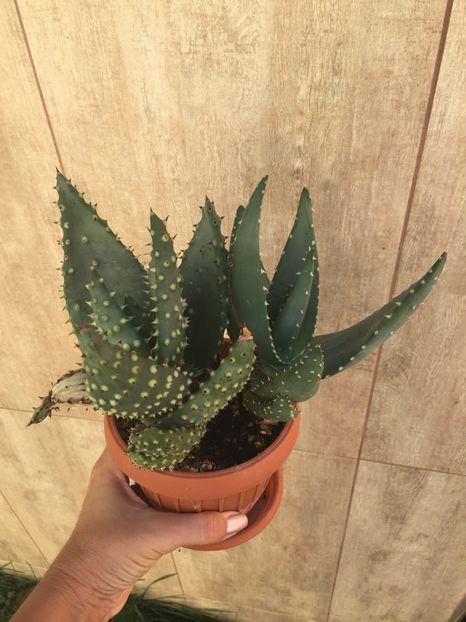 C805BF99-95A3-4588-90EA-D30EAF22D462 - Suculente 2019