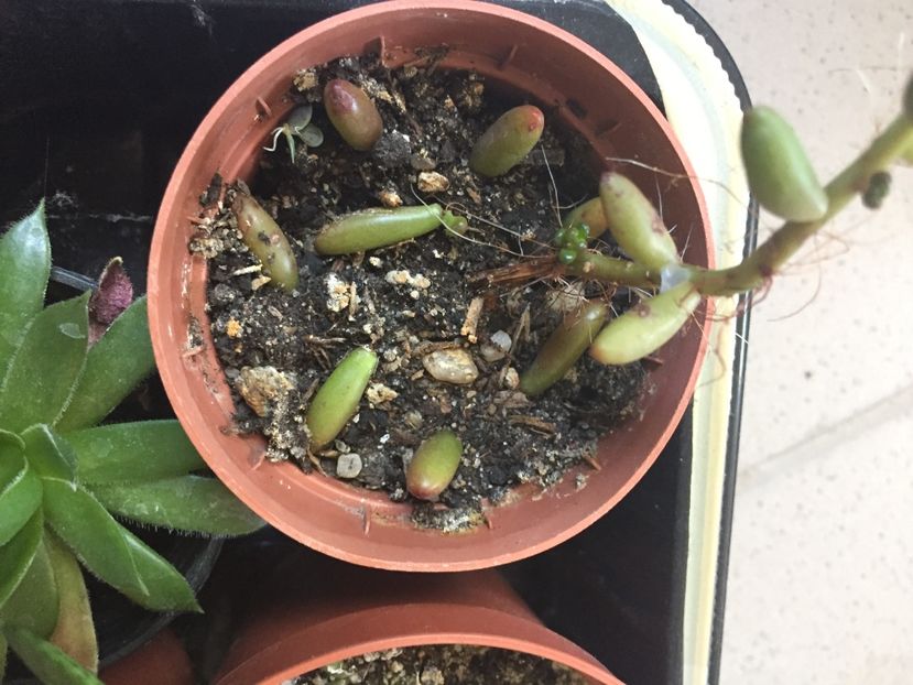 68200C82-F650-4F2F-B035-7DC7ADF2AD3B - Suculente 2019