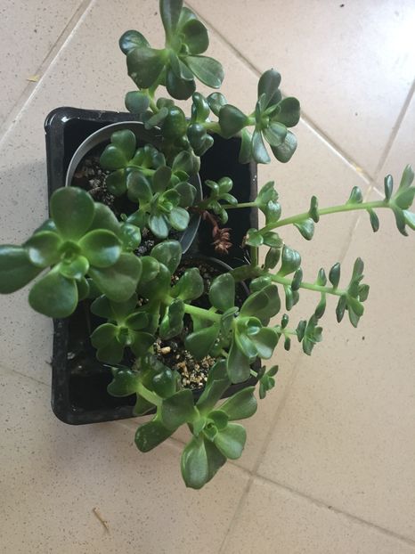 F97BF728-03D8-4C1A-93F2-1F6786875435 - Suculente 2019