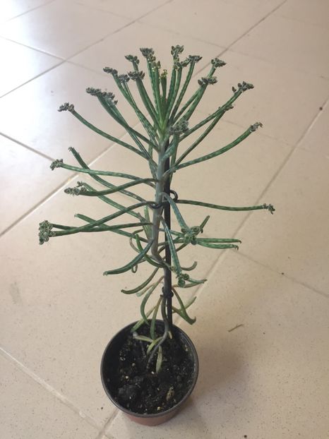 66A1683D-1DFA-48F7-B75C-E9DBF6BC4ED5 - Suculente 2019