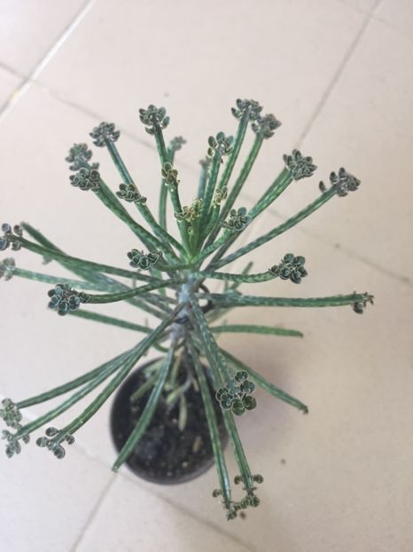 BD92A1D1-6B4D-4B94-90C7-1B90D37FFF04 - Suculente 2019