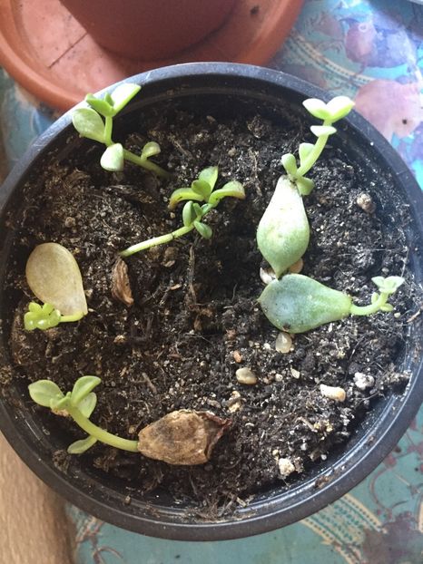 81A03974-0F78-448B-8040-1E3C0959C2DB - Suculente 2019