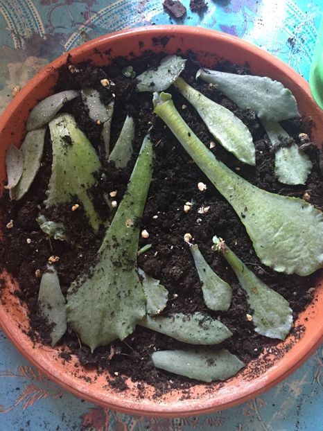 1D11B80E-F71A-4CB6-B60E-8159993D8209 - Suculente 2019