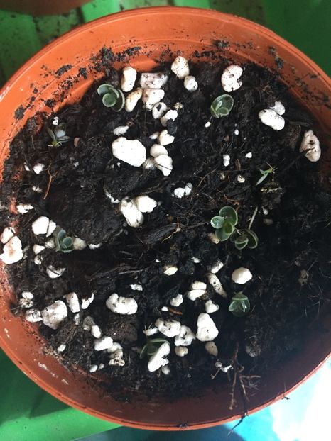 ADBAFBB0-2819-40A0-986C-8FA51904D04A - Suculente 2019