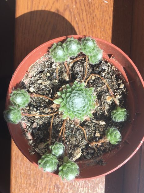 F98F834F-BCC6-420D-BB3C-255C1F4D3251 - Suculente 2019