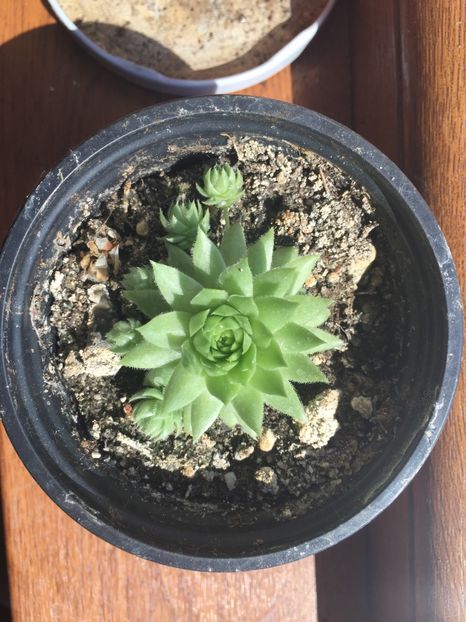 C3A40519-1345-403B-98F1-7B373D23B18B - Suculente 2019