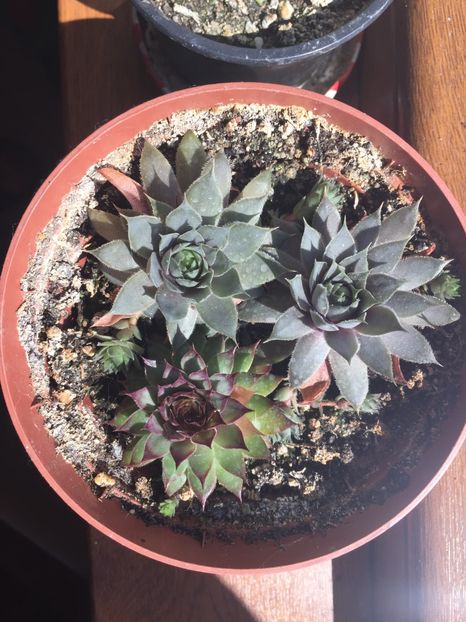 F8B46AD3-B338-42A7-887D-9E91C930F437 - Suculente 2019