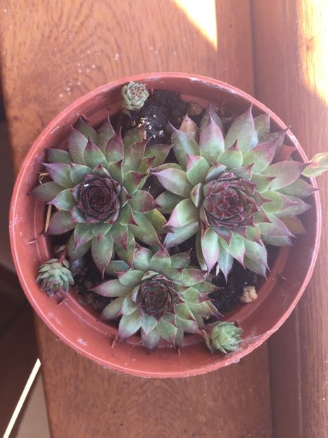 C3F46BA5-FD05-45E6-9699-56A144B0D4C7 - Suculente 2019