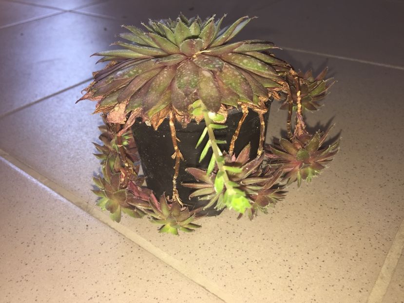 45C37DB1-F2A3-4248-8200-A72EB5E504F1 - Suculente 2019