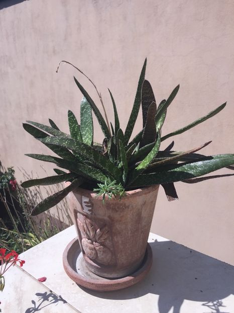 7079F5C7-BBA1-4C42-BFFD-504D00447D26 - Suculente 2019