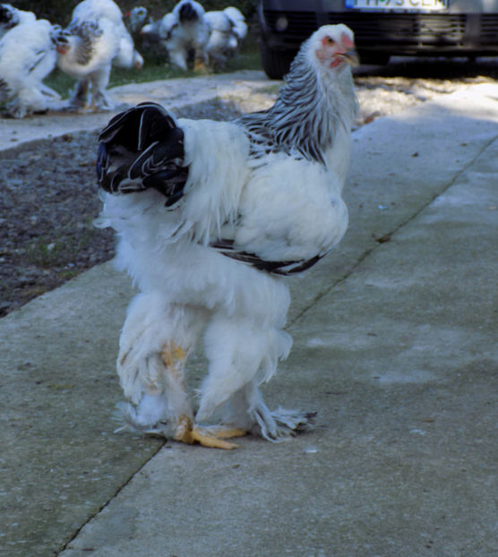  - VIITOR SPERANTE PTR 2020