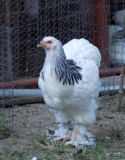  - VIITOR SPERANTE PTR 2020