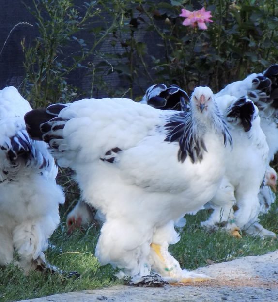  - VIITOR SPERANTE PTR 2020