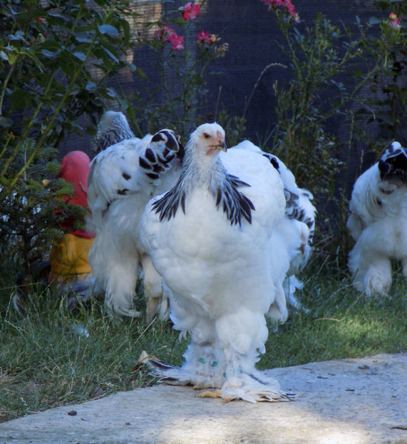  - VIITOR SPERANTE PTR 2020