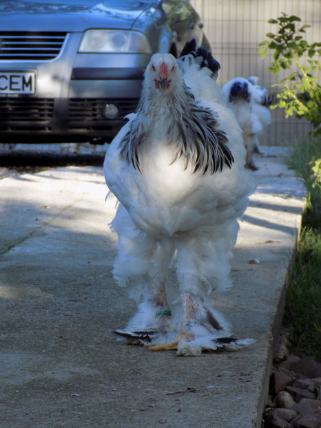  - VIITOR SPERANTE PTR 2020