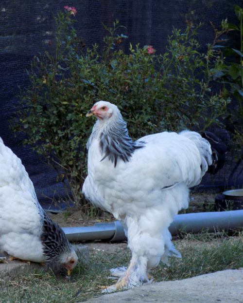  - VIITOR SPERANTE PTR 2020