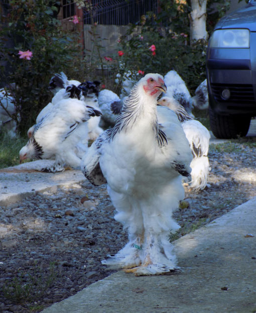  - VIITOR SPERANTE PTR 2020