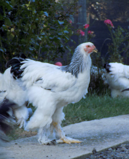  - VIITOR SPERANTE PTR 2020