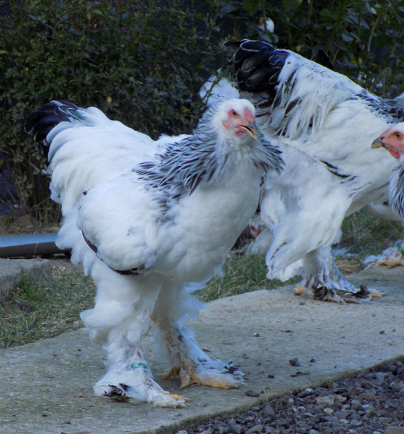  - VIITOR SPERANTE PTR 2020