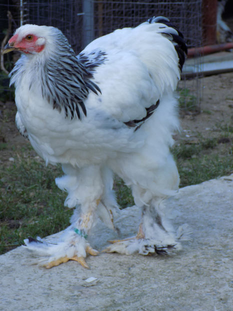  - VIITOR SPERANTE PTR 2020