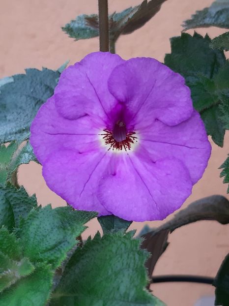 BriD’s Liviana - Achi din semințe BriDs 2018